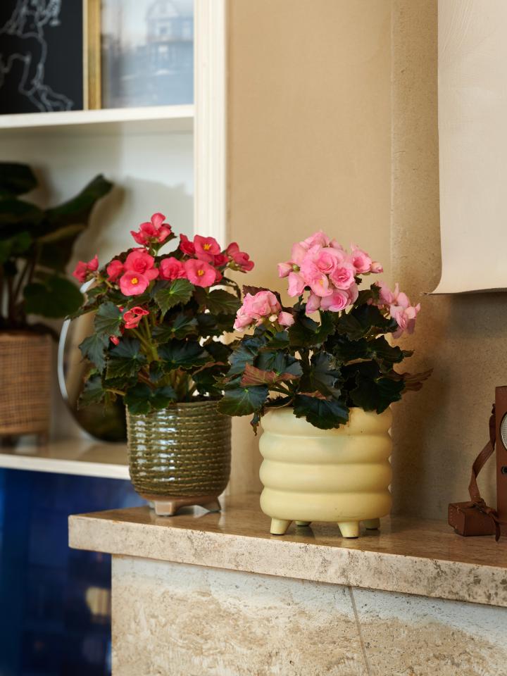 Begonia plant shop